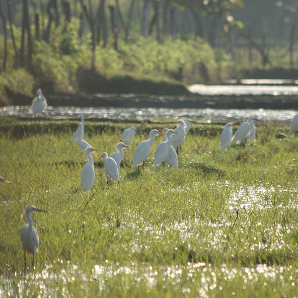 Kalametiya